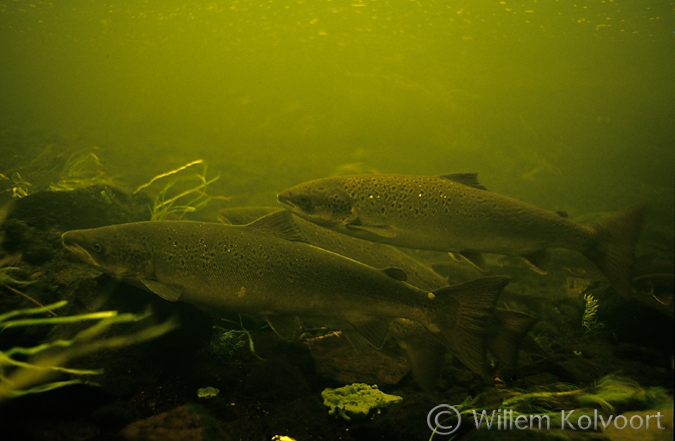 Salmon in a lowland-river