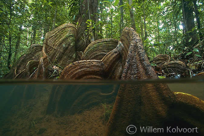 Buttress roots