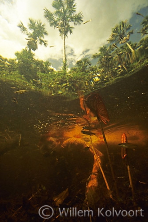 Snorkeling in a creek