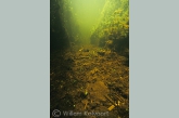 Fresh-water stingray in a brook