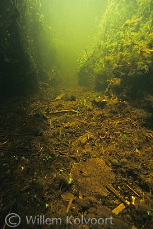 Fresh-water stingray in a brook