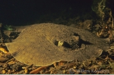 Fresh-water stingray