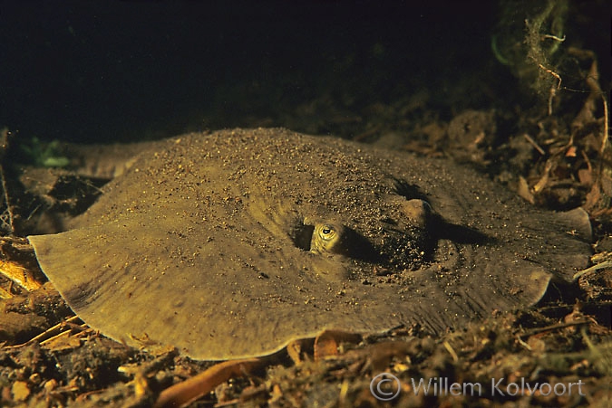 Fresh-water stingray