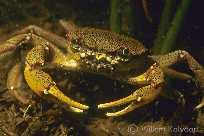 Fresh-water crab