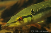 Two-spot Pike Cichlid  ( Crenicichla lepidota )