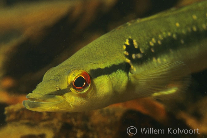 Two-spot Pike Cichlid  ( Crenicichla lepidota )