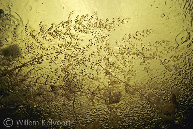 Bladderwort and rain on the water-surface