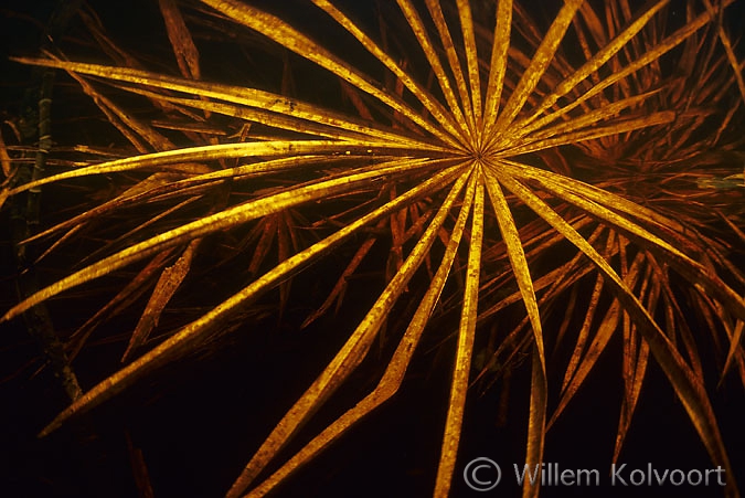 Palm-leaves reflecting in the water-surface