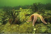 Landscape with common starfish ( Asterias rubens ) 