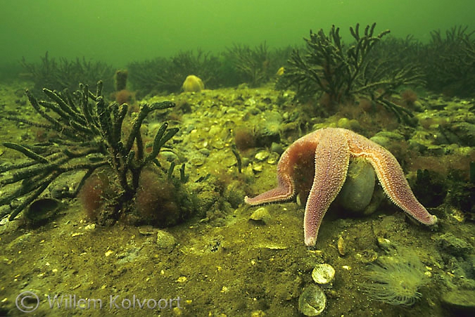 Landscape with common starfish ( Asterias rubens ) 