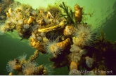 Landscape with anemones , sea squirts and mussels