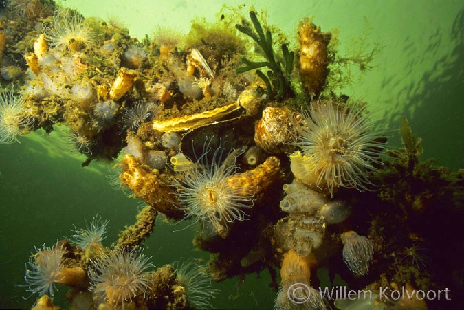 Met anemonen, zakpijpen en mossels begroeide paal