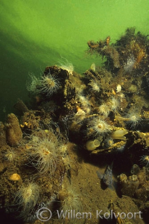 Landscape withe small snakelocks anemone ( Sagartiogeton undatus )