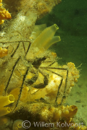 Long-legged spider crab ( Macropodia rostrata )