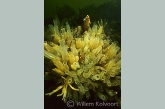 Yellow sea squirt ( Ciona intestinalis )