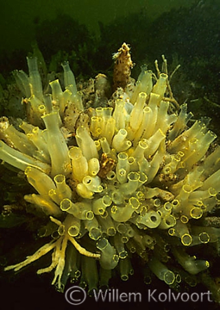 Yellow sea squirt ( Ciona intestinalis )