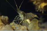 European rock shrimp ( Palaemon elegans )