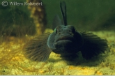 Black gobie ( Gobius niger ) with eggs