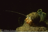 Common hermit crab ( Pagurus bernhardus )