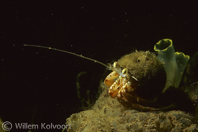 Common hermit crab ( Pagurus bernhardus )
