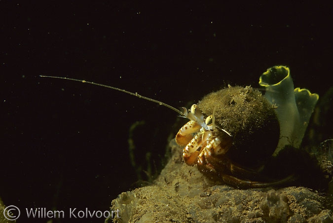 Heremietkreeft ( Pagurus bernhardus )