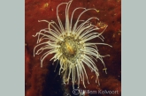 Small snakelocks anemone ( Sagartiogeton undatus )