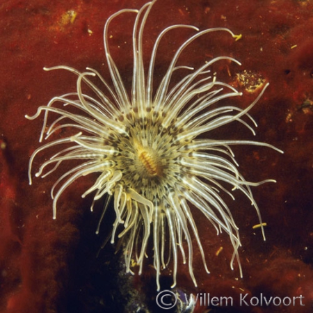 Small snakelocks anemone ( Sagartiogeton undatus )