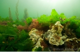 Landscape with sea squirt and sea lettuce ( Ulva lactuca )