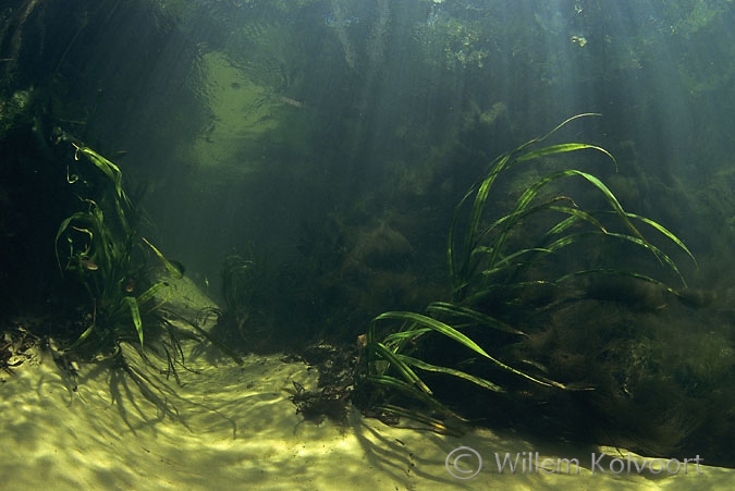 Brook in the rainforest