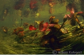 Rode waterlelies in de stroom