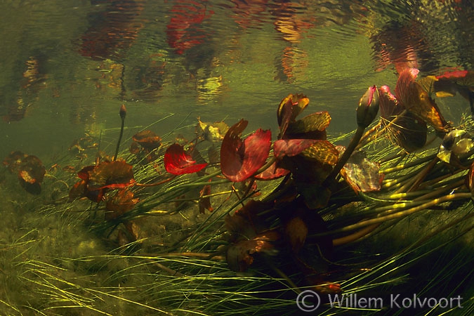 Red Water-lily
