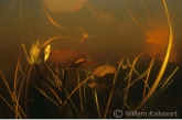 Waterlelies in een troebele laag