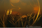 Red Water-lily in murky water