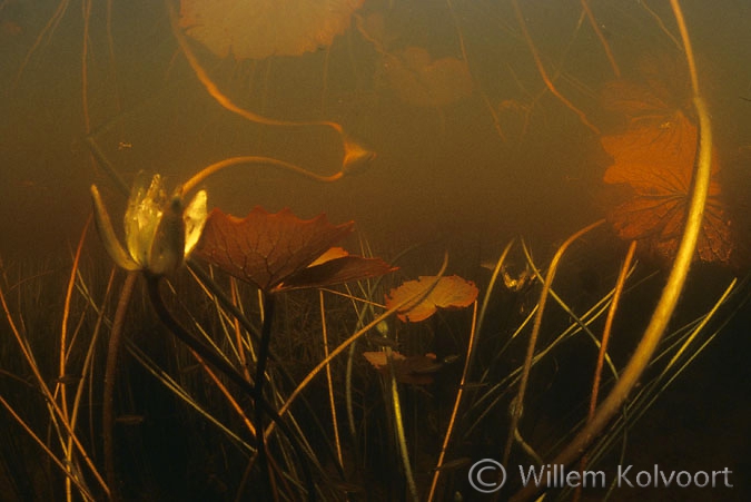 Waterlelies in een troebele laag