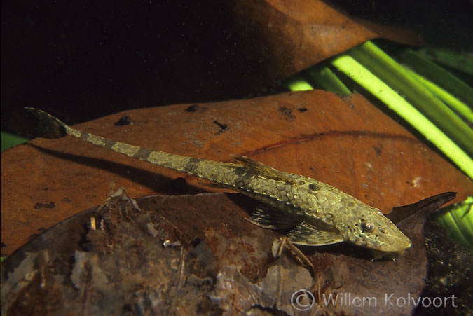 Suckermouth armoured catfish