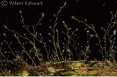 Brackish water hydroid ( Cordylophora lacustris )