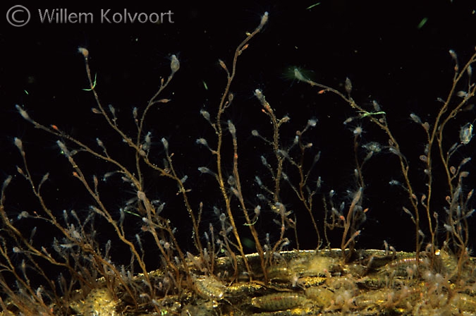 Brackish water hydroid ( Cordylophora lacustris )