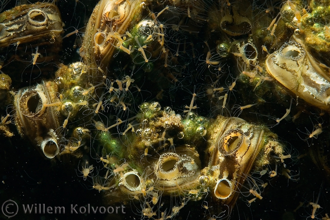 Hydra's ( Hydra fusca )  tussen de driehoeksmossels ( Dreissena polymorpha )