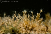 Brackish water hydroid ( Cordylophora lacustris )