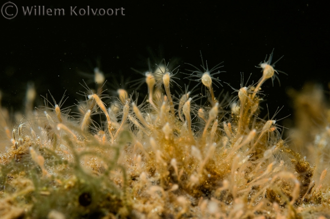 Brackish water hydroid ( Cordylophora lacustris )