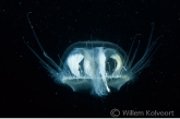 Freshwater jellyfish ( Craspedacusta sowerbyi )