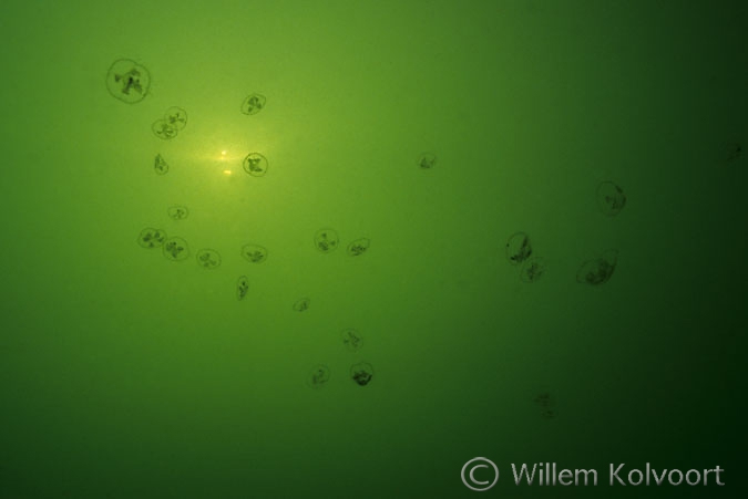 Freshwater jellyfish ( Craspedacusta sowerbyi )