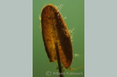 Hydra ( Hydra fusca ) on young leaf of the Water-lily