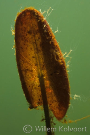 Hydra ( Hydra fusca ) on young leaf of the Water-lily