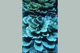 Lettuce-coral