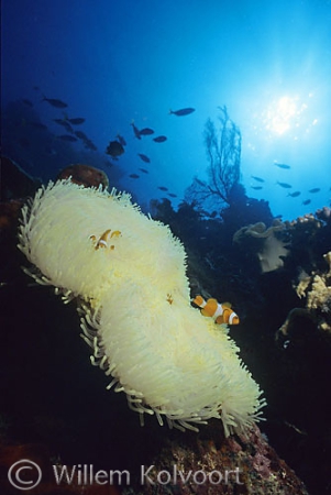 Landscape with anemone and fishes