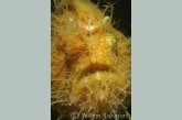 Hairy frogfish