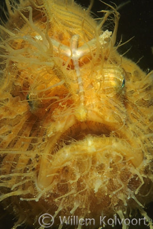 Hairy frogfish