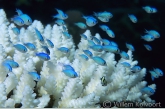 Fishes above bleached coral