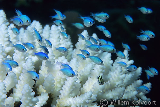 Blauwe visjes op gebleekt koraal